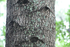 Neolamarckia cadamba